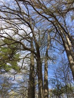 Riverfront Trail trees Great Barrington 
