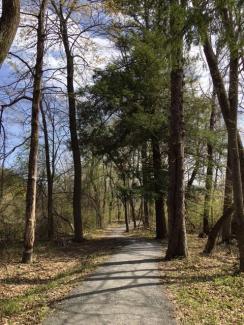 Riverfront trail trees Great Barrington