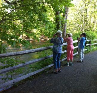 Guided Birding offered at River Walk in Great Barrington Thursday's in MAY 