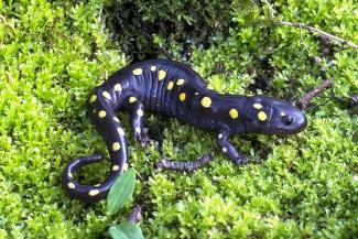 spotted salamander close up on moss