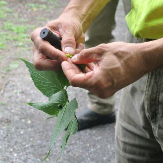 Tom Ingersoll wil lead a guided tree walk in Great Barrington on June 13th as part of GBLC's annual meeting. 