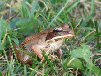 wood frog on lawn