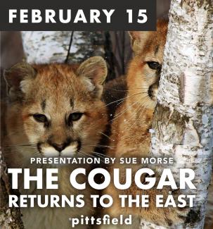 cougar presentation flyer