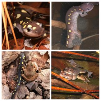 vernal pool salamanders and frogs